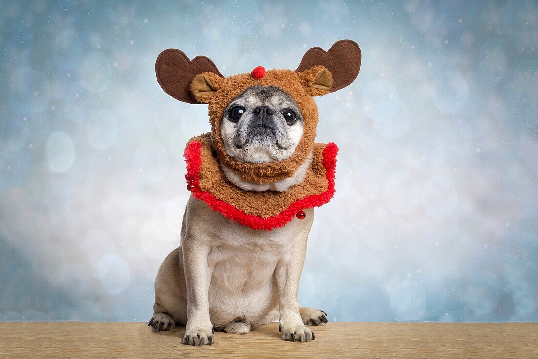 Pug dressed up as a reindeer.
