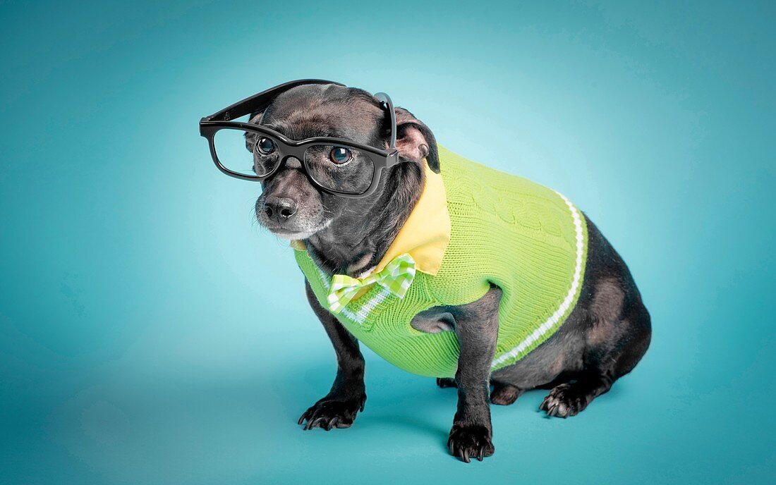 Portrait of a black dog dressed up as a nerd.