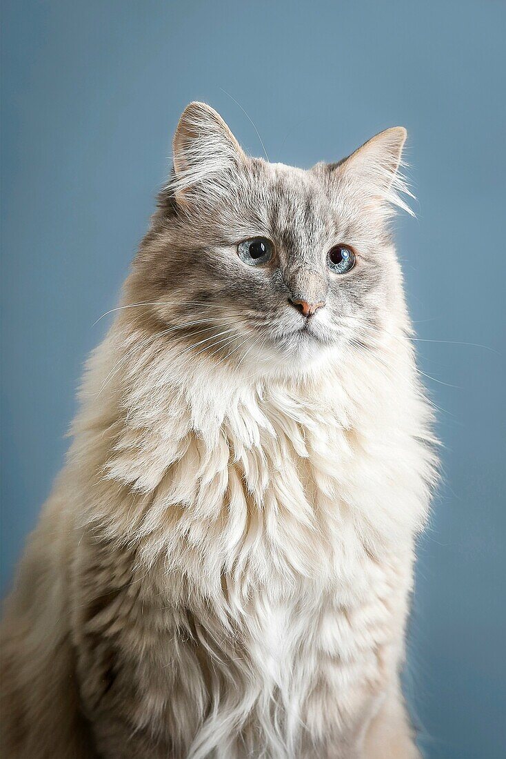 Portrait of a Hymalayan Coon Cat in studio.