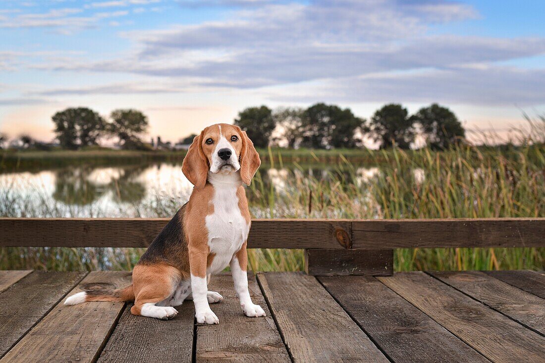 Outdoor portrait of a beagle puppy.