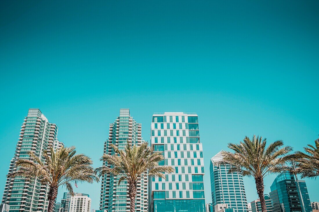 Palm trees and buildings in downtown San Diego, California