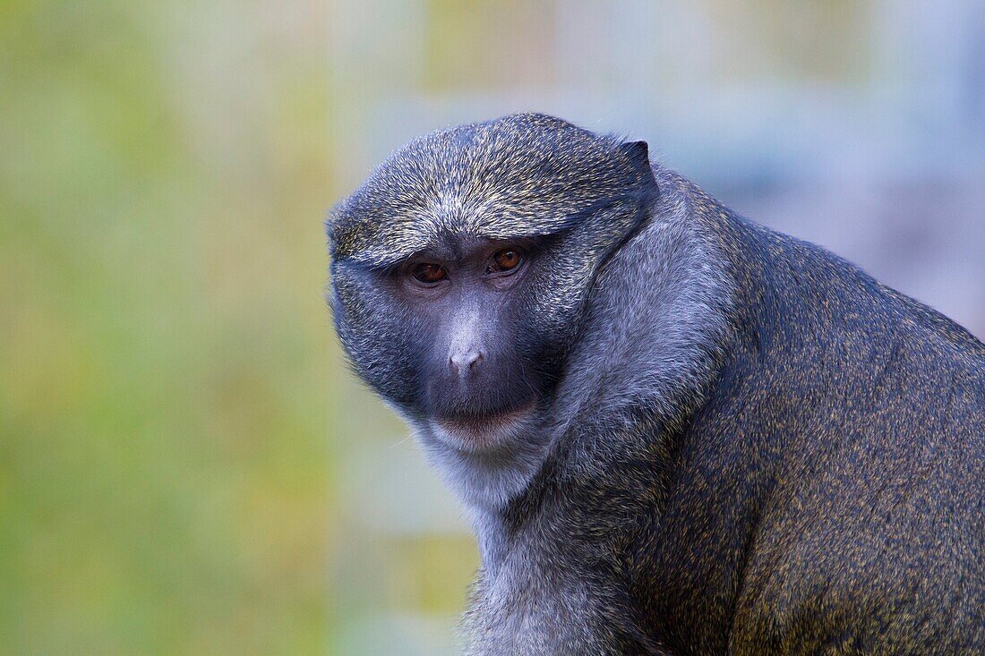An Allen's Swamp Monkey poses for the camera