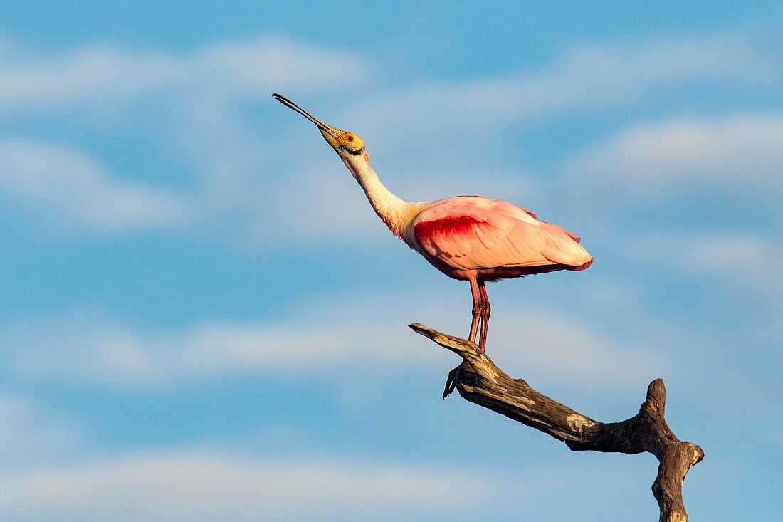 Roseate Spoonbill (Platalea ajaja) at Green Cay Wetlands, Boynton Beach, Florida USA.