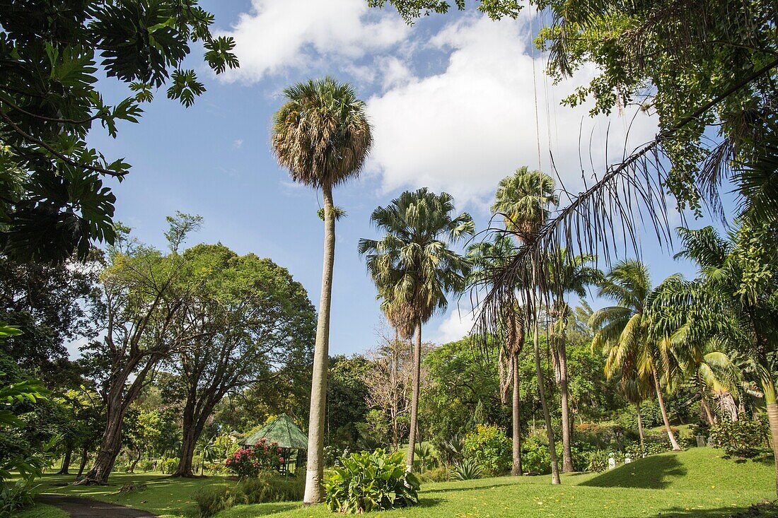 The St Vincent and the Grenadines Botanic Gardens is located in Kingstown on December 7, 2017.