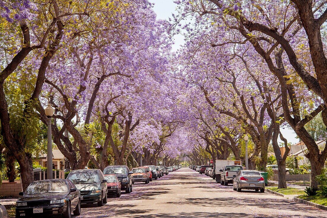 Blossoming Jacaranda trees line a street in Santa Ana, CA. Jacaranda is a genus of 49 species of flowering plants in the family Bignoniaceae.