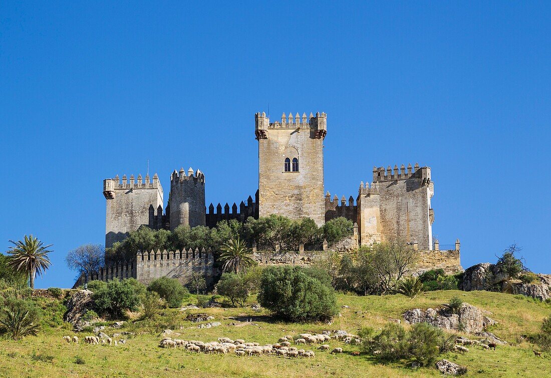 The impressive eighth-century castle of Almodovar del Rio perches high above the Guadalquivir river valley. In the foreground a flock of sheep. Cordoba province, Andalusia, Spain.