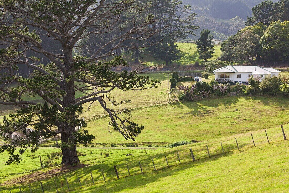 New Zealand, North Island, Coromandel Peninsula, Coromandel Town, Colville, landscape.