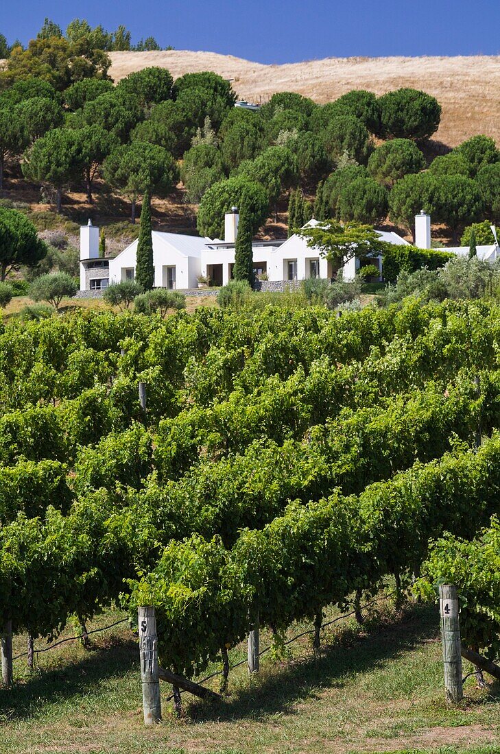 New Zealand, North Island, Hawkes Bay, Havelock North, Black Barn Vineyards Winery.