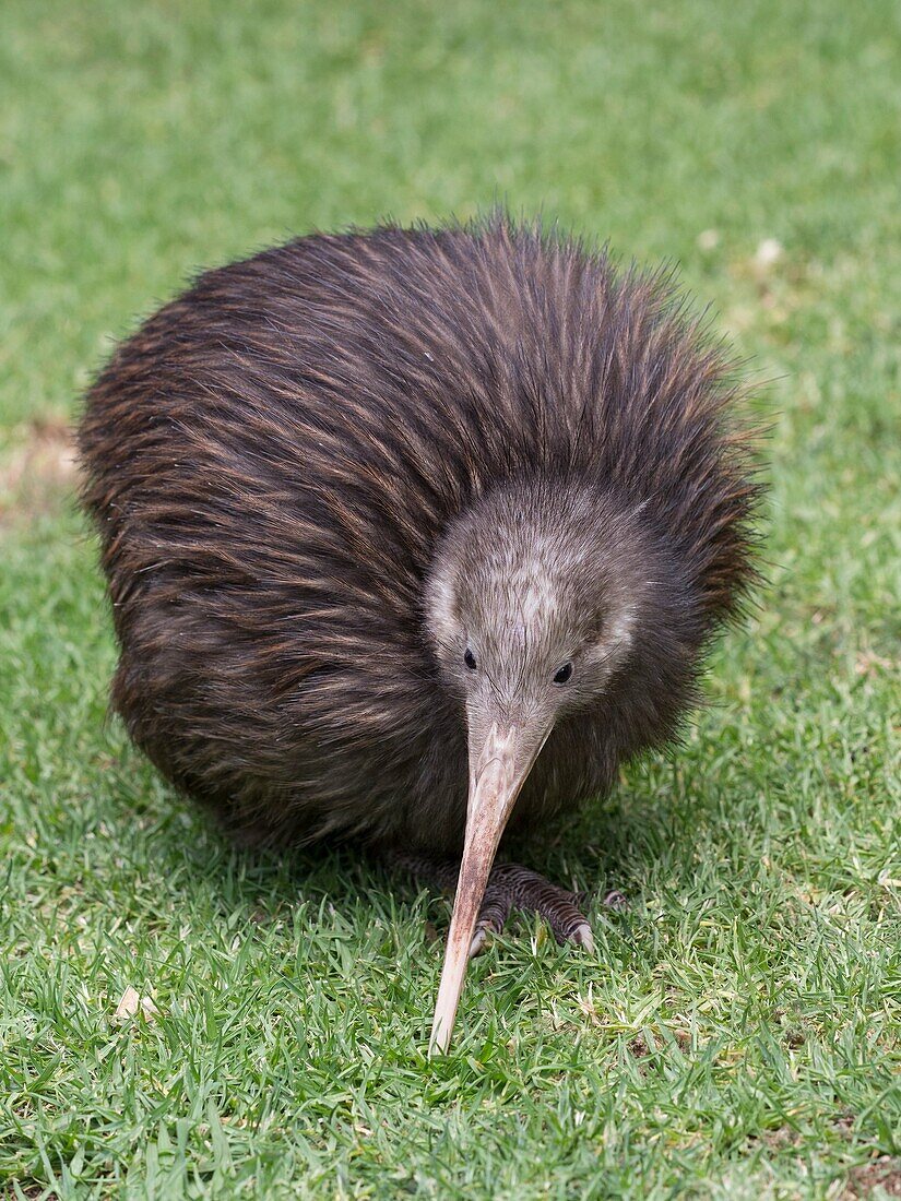 Sparky a North Island Brown Kiwi, … – License image – 71197632 ❘ lookphotos