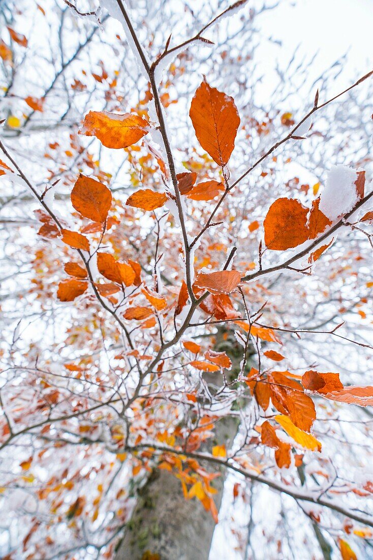 Beech (Fagus sylvatica), Snowy forest in autumn, Sierra Cebollera Natural Park, La Rioja, Spain, Europe.