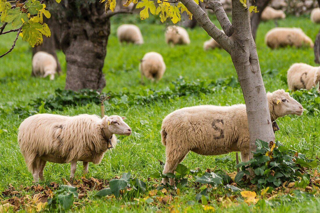 Sheep grazing, Alqueria d Avall, Bunyola, region of the Serra de Tramuntana, Mallorca, Spain.