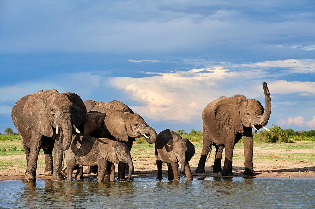 African elephant group (Loxodonta africana) drinking at a watehole. Hwange National Park, Zimbabwe.
