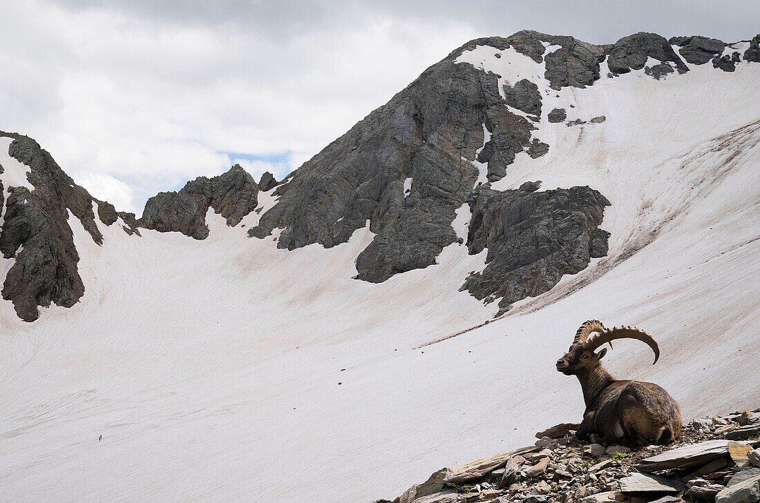 An old male steinbock, Lupo glacier, Orobie, Lombardy, Italy.