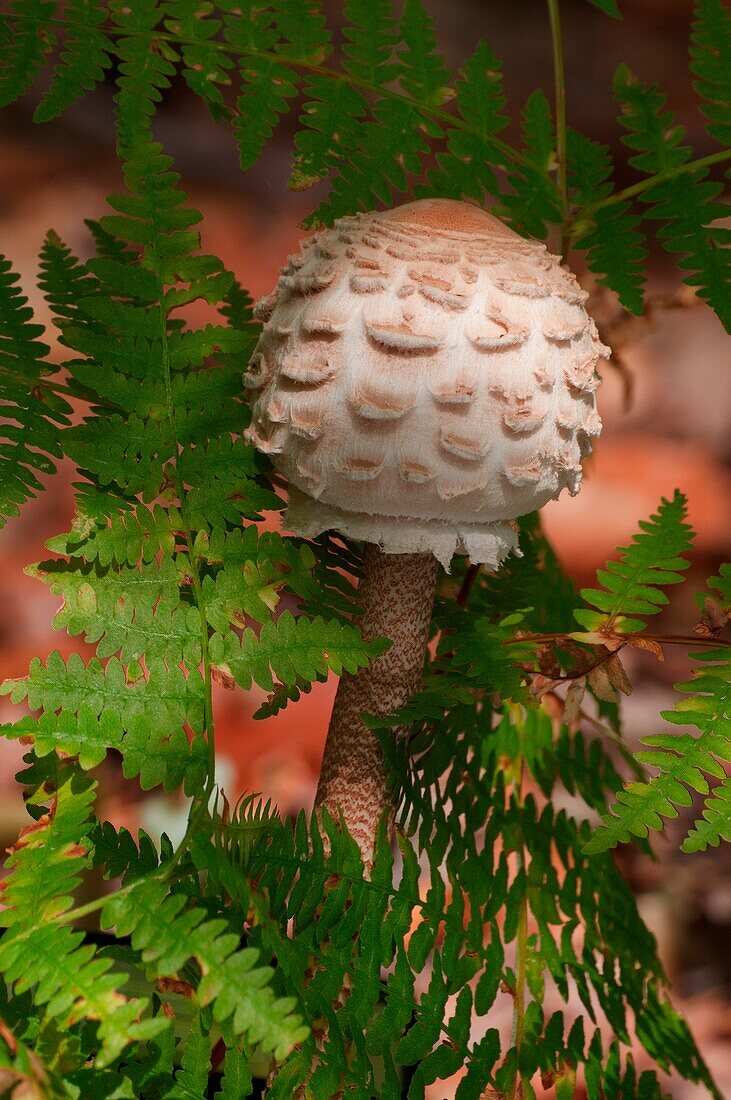 Mushroom in a woodland in autumn on the ferns. Aveto valley, Genoa, Italy, Europe.