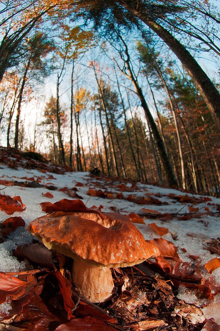 Mushroom in a woodland, Boletus edulis in the snow. Aveto valley, Genoa, Italy, Europe.