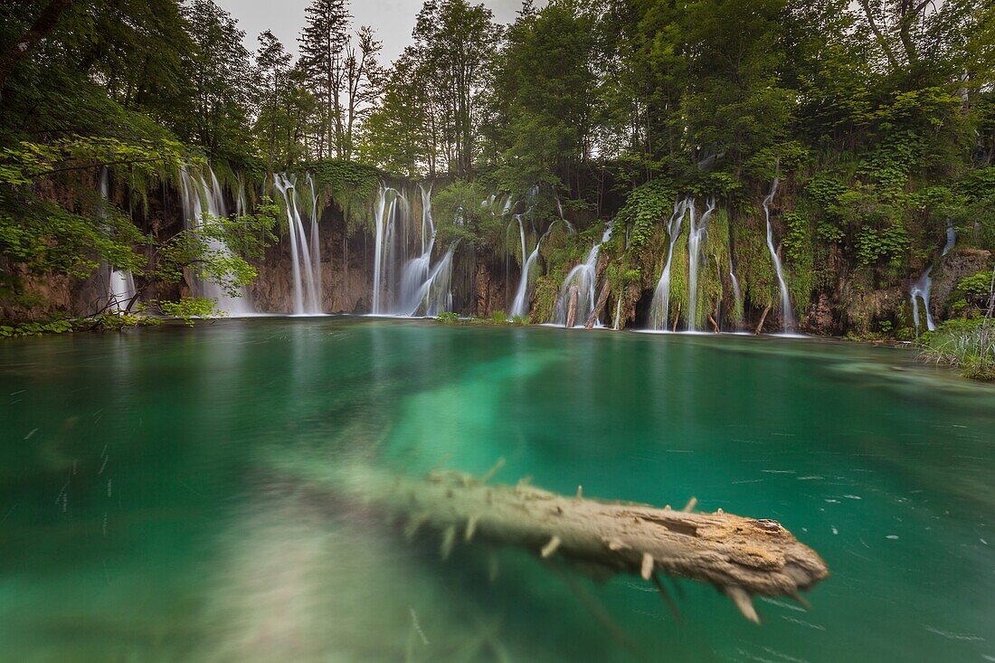 Plitvice National park, Croatia. A trunk into a lake and waterfalls.