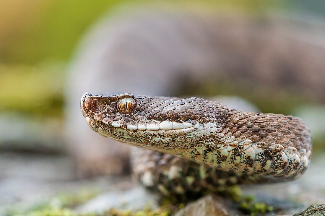 Viper, Trentino Alto-Adige, Italy.