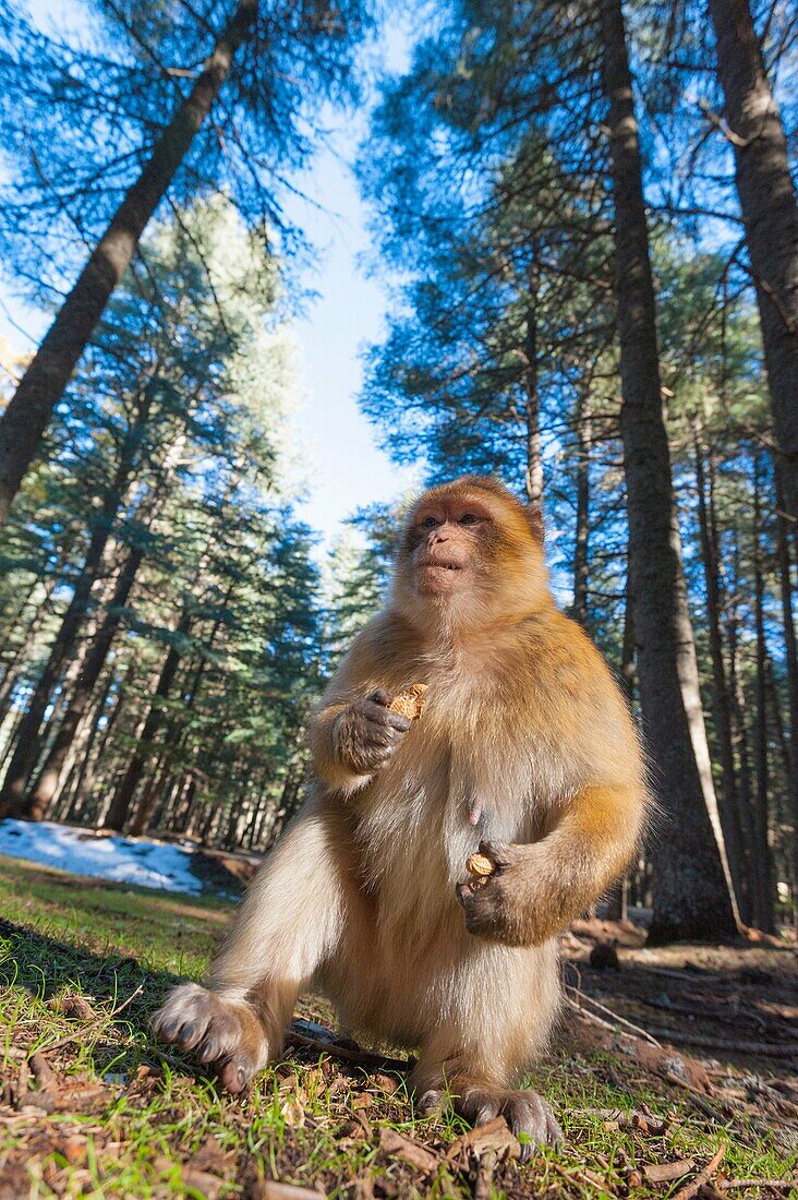 Atlas, Morocco. Barbary monkeys in the forest.