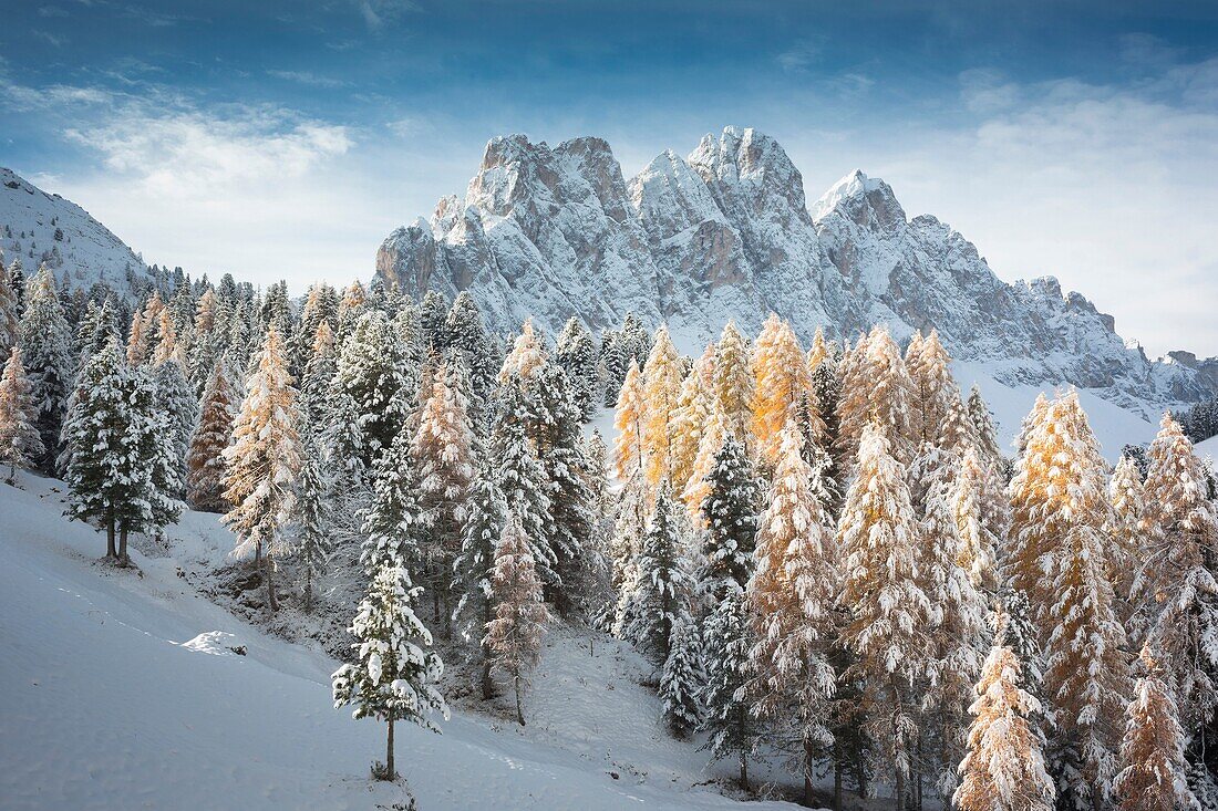 A winter view of the Puez Geisler Natural Park in Villnöss with some yellow larchs in foreground and the Geisler in the background, Bolzano province, South Tyrol, Trentino Alto Adige, Italy, Europe.