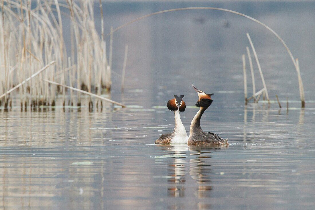 Iseo Lake, Lombardy, Italy. Great crested grebe.