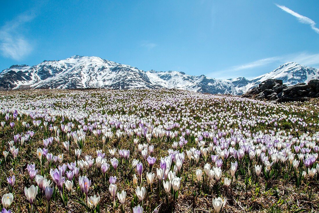 A meadow covered with crocus in Andossi, snow-capped peaks in the background - Valchiavenna, Italy.