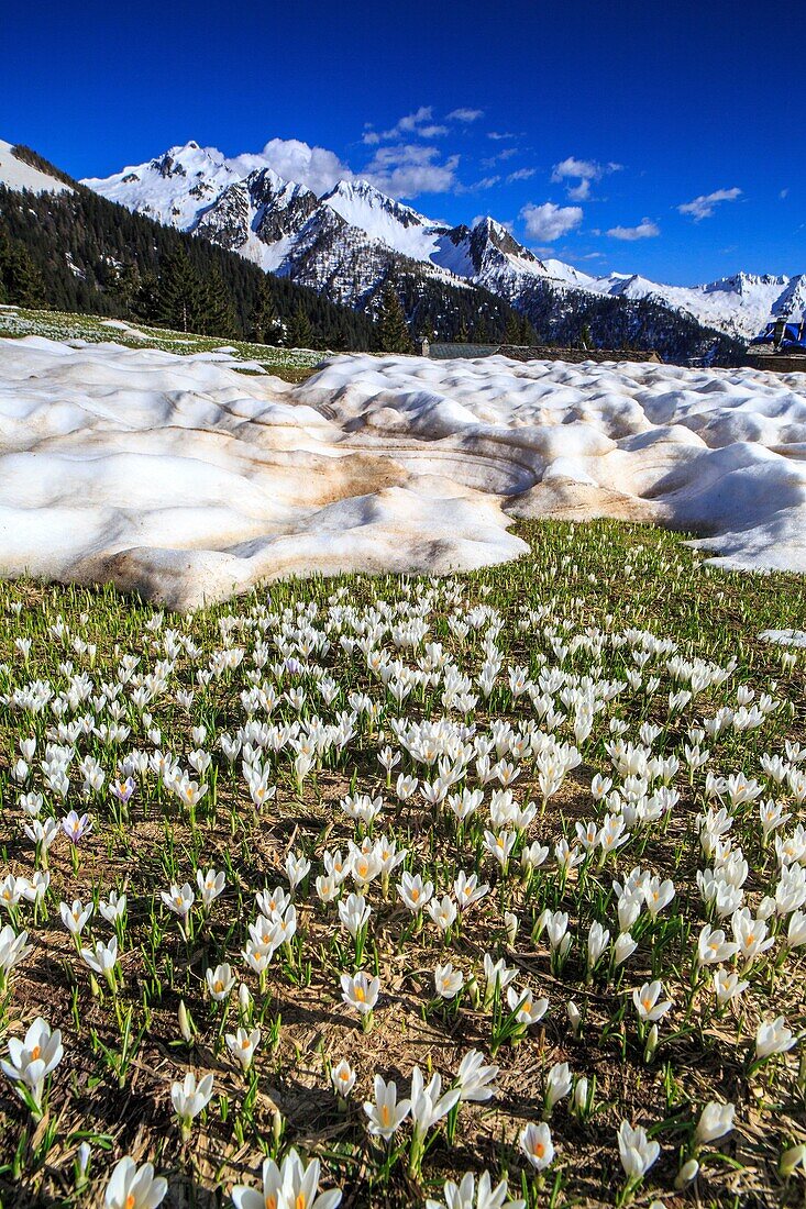 The crocus bloom making their way through patches of snow. Orobie Alps. Lombardy. Italy. Europe.