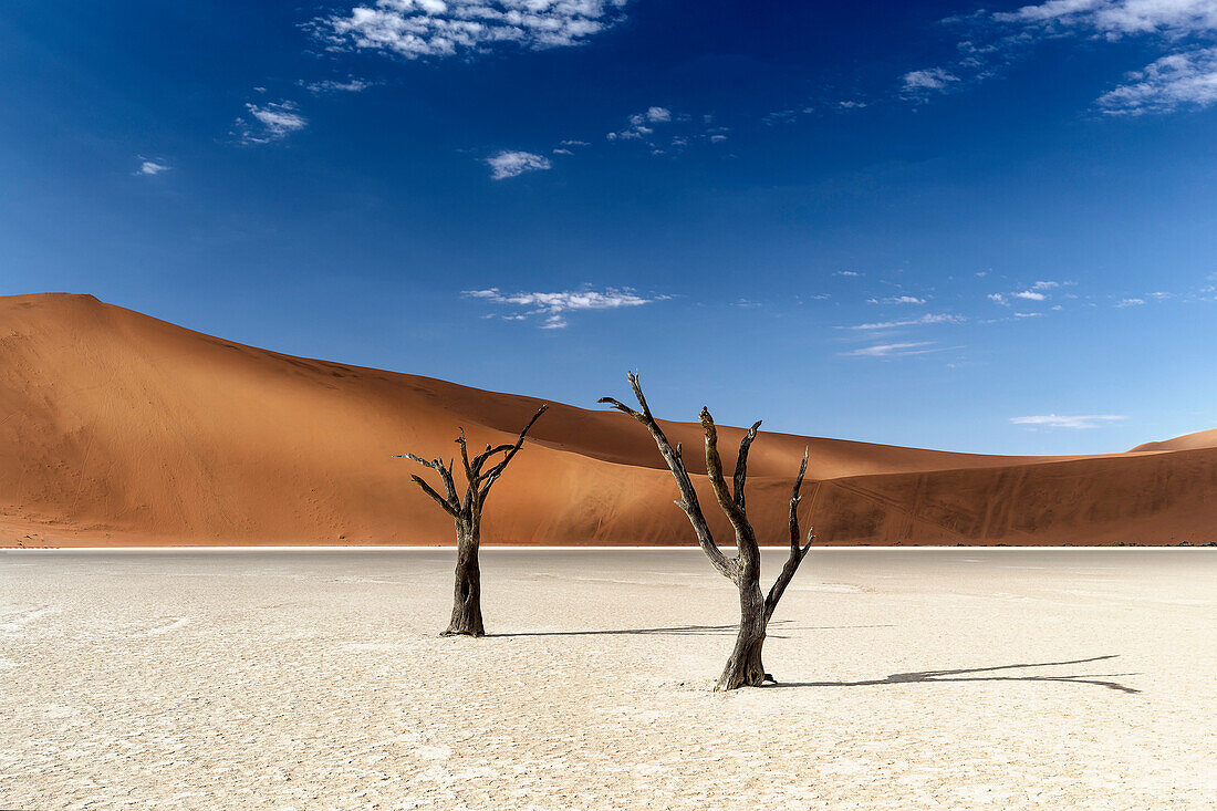 trees of Namibia,namib-naukluft national park, Namibia, africa