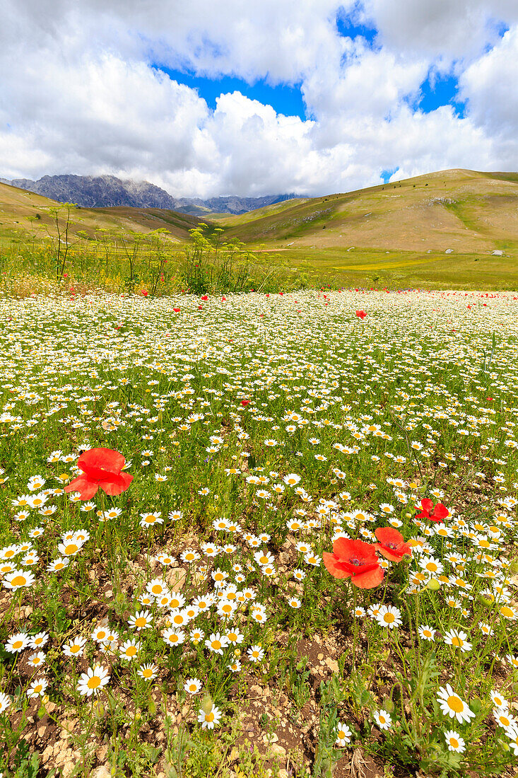 Fioritura di papaveri e margherite nei campi di lenticchie di Santo Stefano di Sessanio, Abruzzo, Italy.