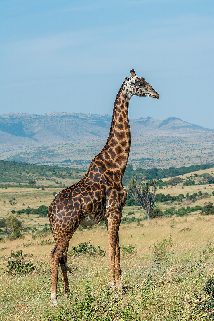 Masai Mara Park, Kenya,Africa