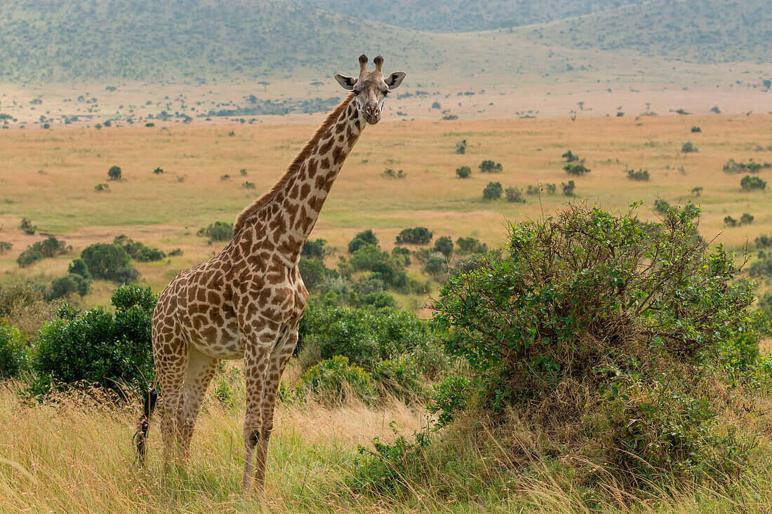 Masai Mara Park, Kenya,Africa