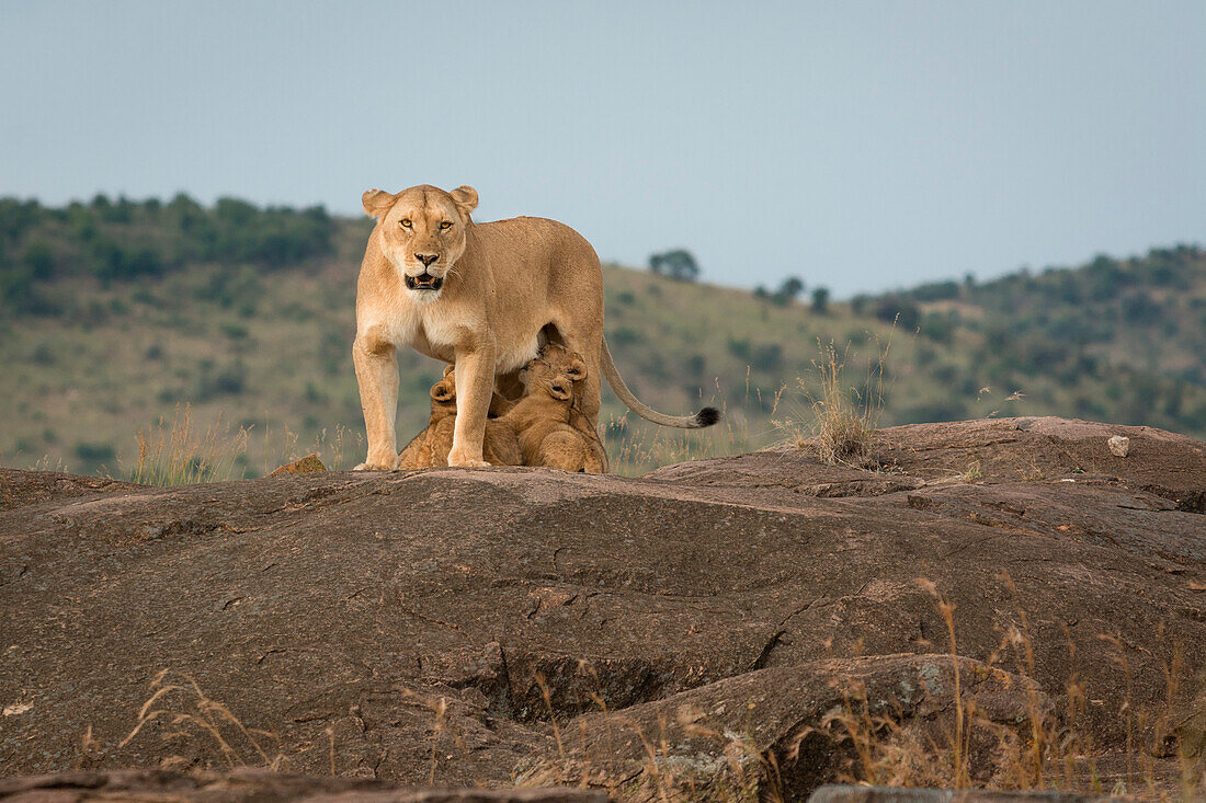 Masai Mara Park, Kenya,Africa,lioness nursing the puppies