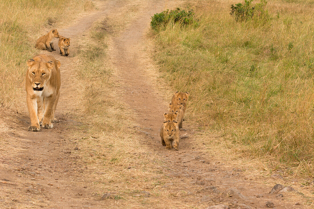 Masai Mara Park, Kenya,Africa,lioness and her puppies walk in the bush