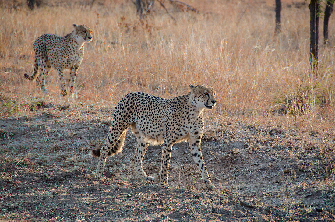 South Africa, Kruger NP, two young cheetah brothers