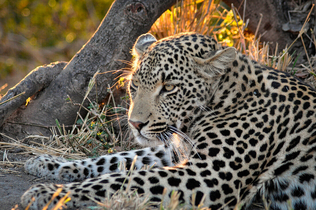 South Africa, Kruger NP,Cheetah Plains Private Game Reserve, Leopard at sunset