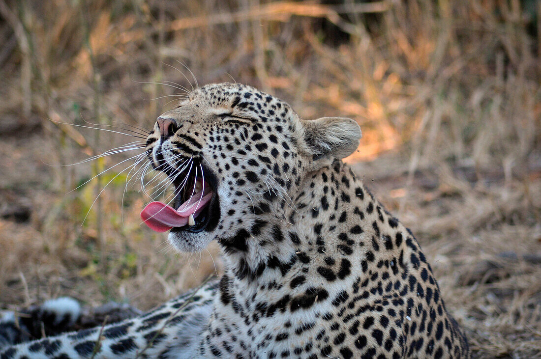 South Africa, Kruger NP, Leopard yawning