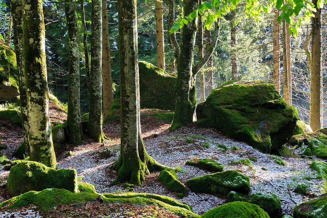 The sun filters in the forest trees. Bagni di Masino, Valmasino, Lombardy, Italy.