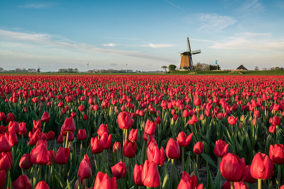 Field of red tulips and windmill on the background. Koggenland, North Holland province, Netherlands.