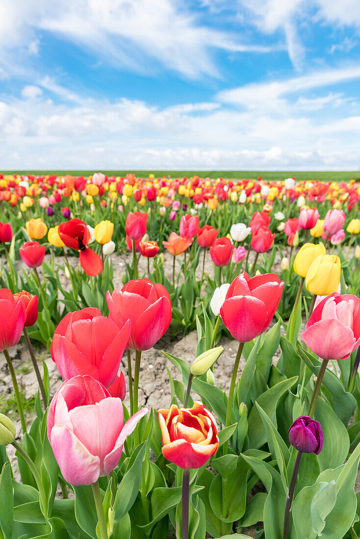 Field of multicoloured tulips. Yersekendam, Zeeland province, Netherlands.