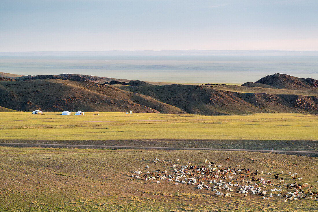 Nomadic camp with livestock. Bayandalai district, South Gobi province, Mongolia.