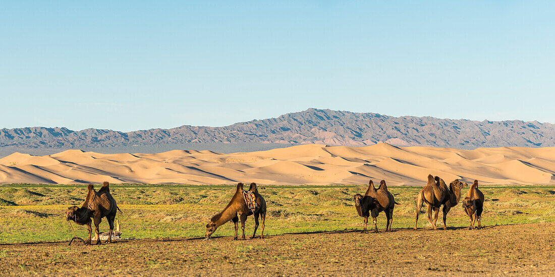 Camels and sand dunes of Gobi desert in the background, Sevrei district, South Gobi province, Mongolia