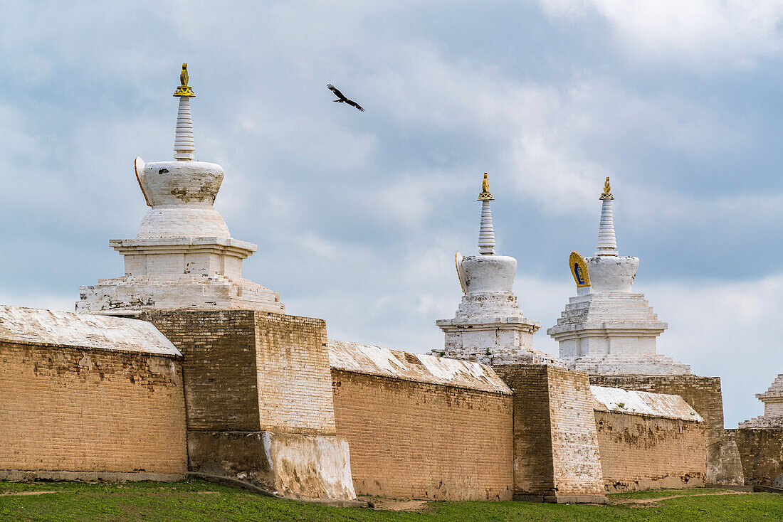 Mongolian eagle flying above Erdene Zuu monastery. Harhorin, South Hangay province, Mongolia.