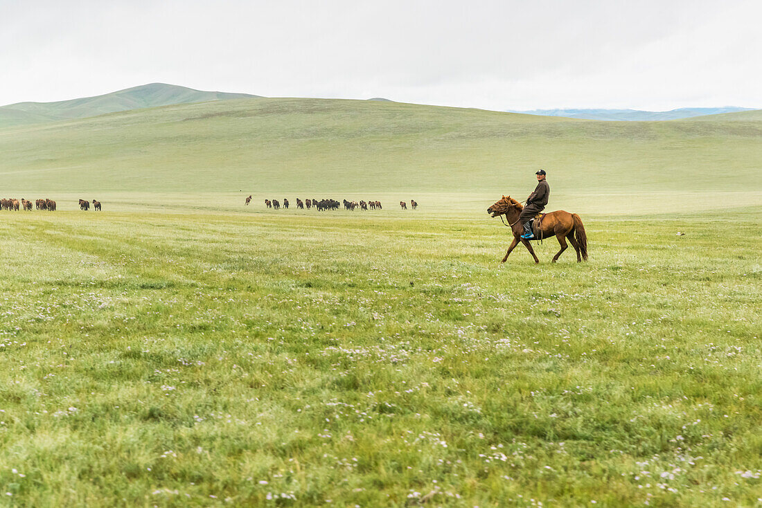 Shepherd riding his horse and horses herd in the background. South Hangay province, Mongolia.