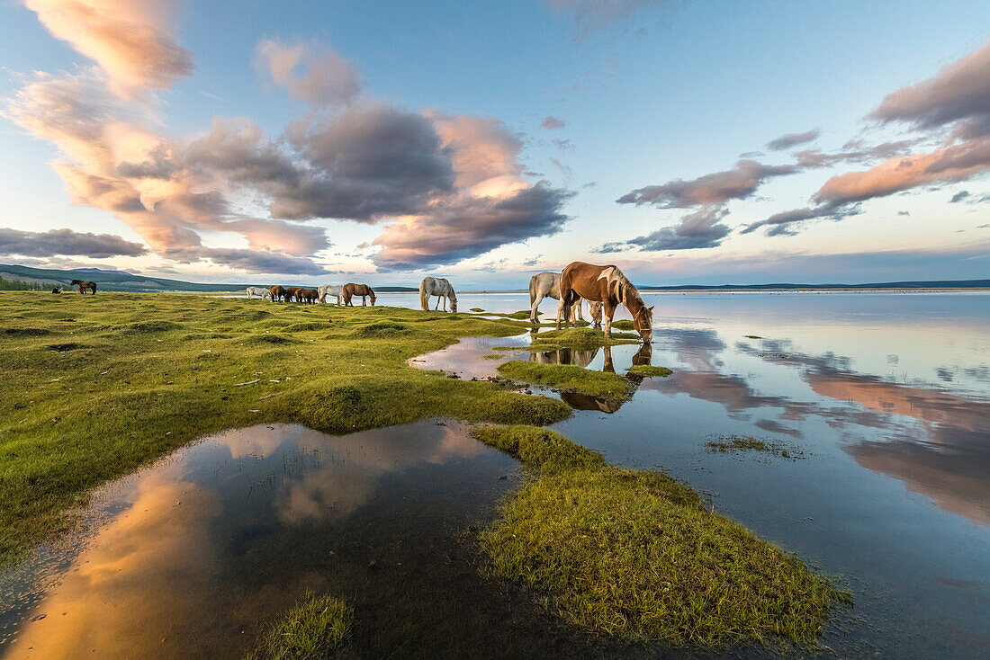 Horses grazing and drinking water from Hovsgol Lake at sunset. Hovsgol province, Mongolia.