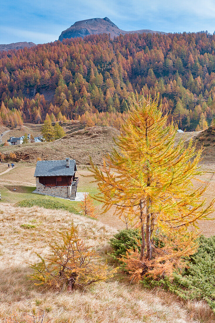 Yellow larches near a mountain house in Alpe Devero, Alpe Veglia and Alpe Devero Natural Park, Baceno, Verbano Cusio Ossola province, Piedmont, Italy