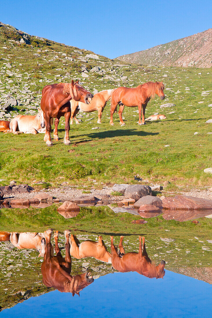 Horses grazing in the mountains mirrored in a pool of water, Bormio, Valtellina, Lombardy, Italy