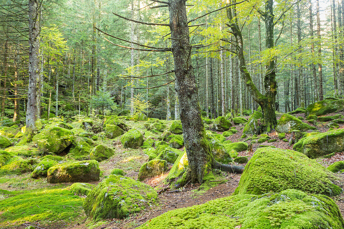 The moss in a forest of Bagni di Masino. Val Masino, Valtellina, Lombardy, Italy