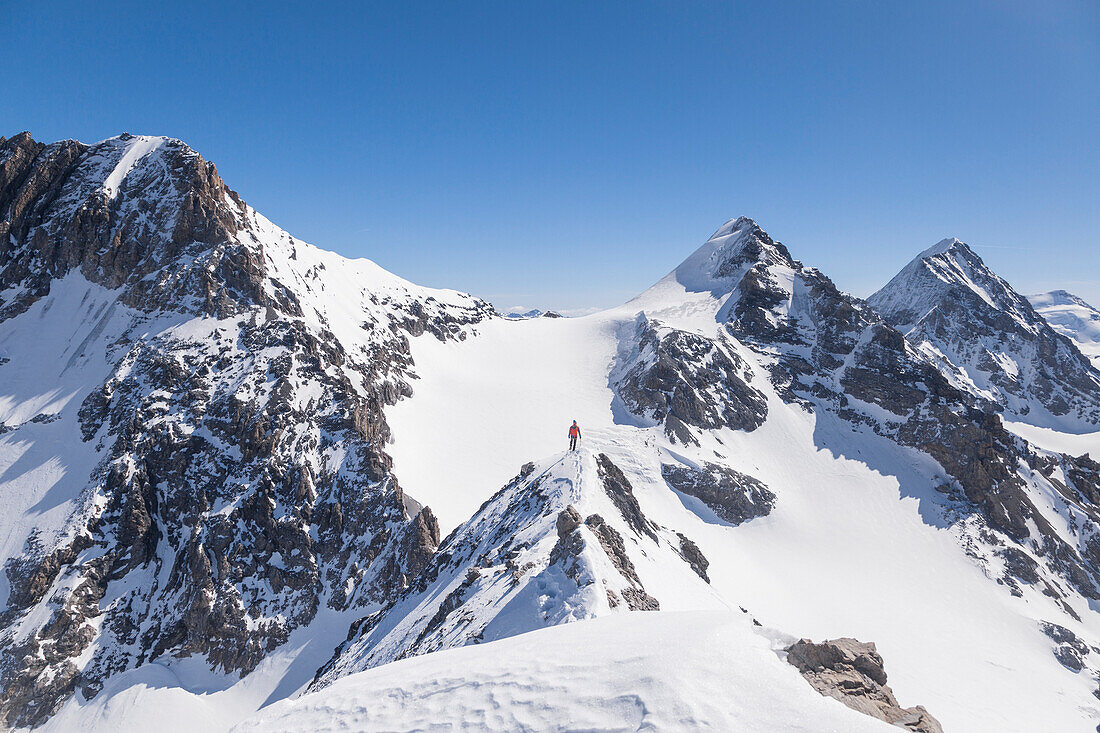 Ski mountaneer on the top of Eiskogel in Ortles-Cevedale group, Valfurva, Valtellina, Sondrio, Lombardy, Italy