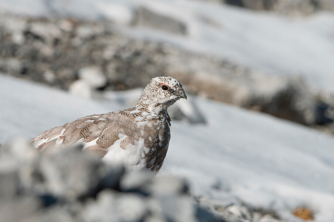 Ptarmigan,Stelvio National Park,trentino alto-adige,Italy