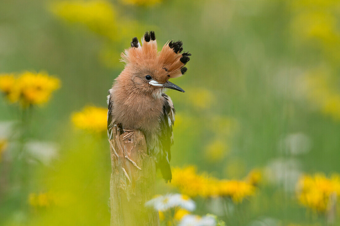 Young hoopoe, Trentino Alto-Adige, Italy