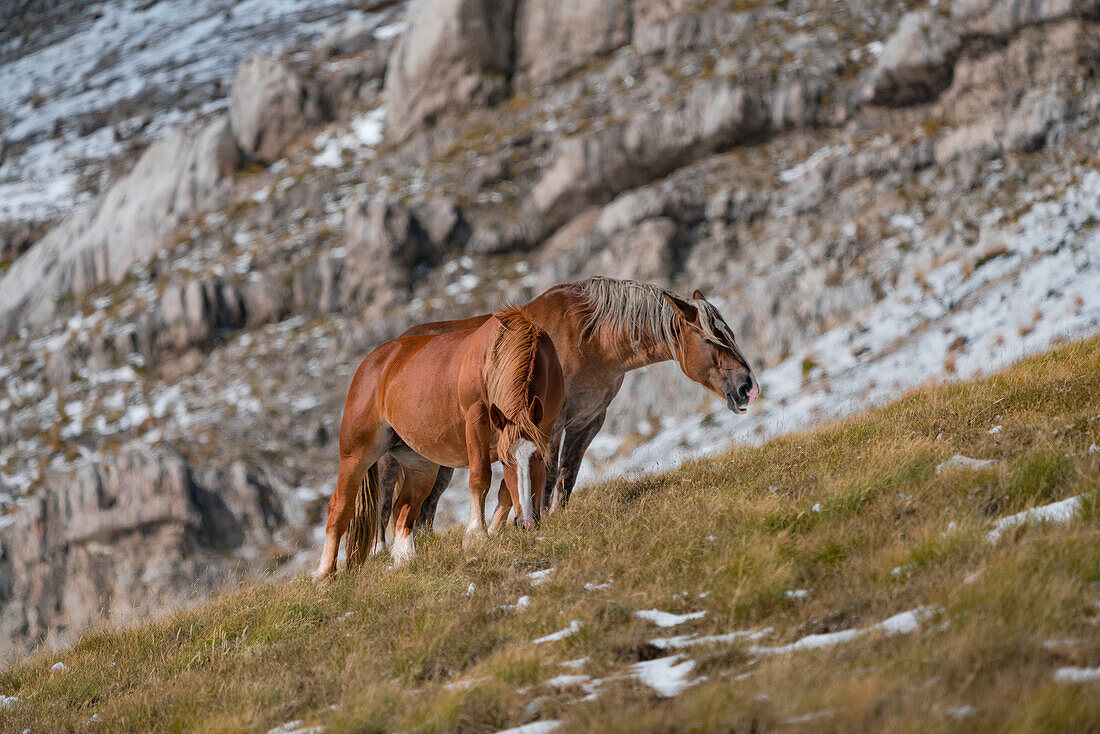Wild horses grazing in the mountains of Campo Imperatore, L'Aquila province, Abruzzo, Italy, Europe